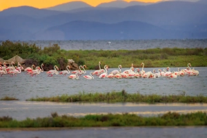 Escapade naturelle : le Delta de l'Ebre