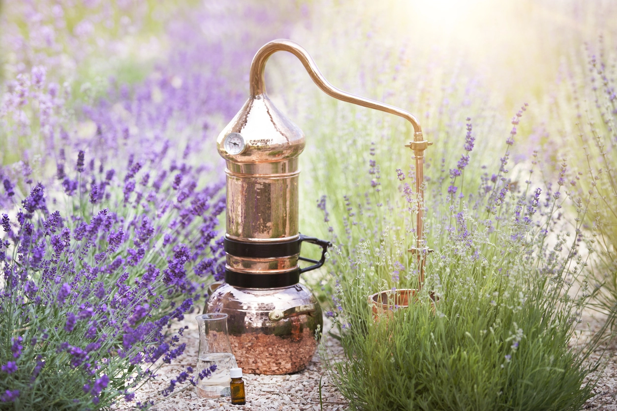La distillation de la lavande -