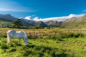 L'âme sauvage du Connemara